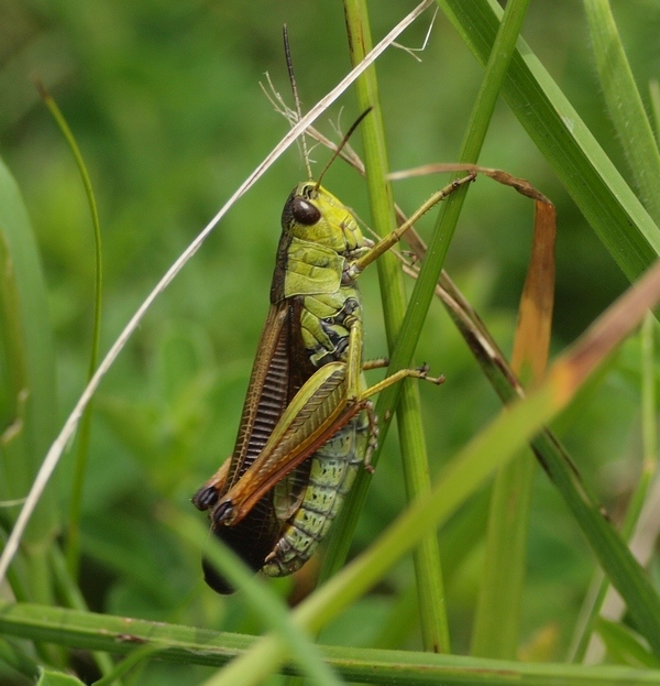 Stauroderus scalaris scalaris (Fischer Waldheim, 1846)